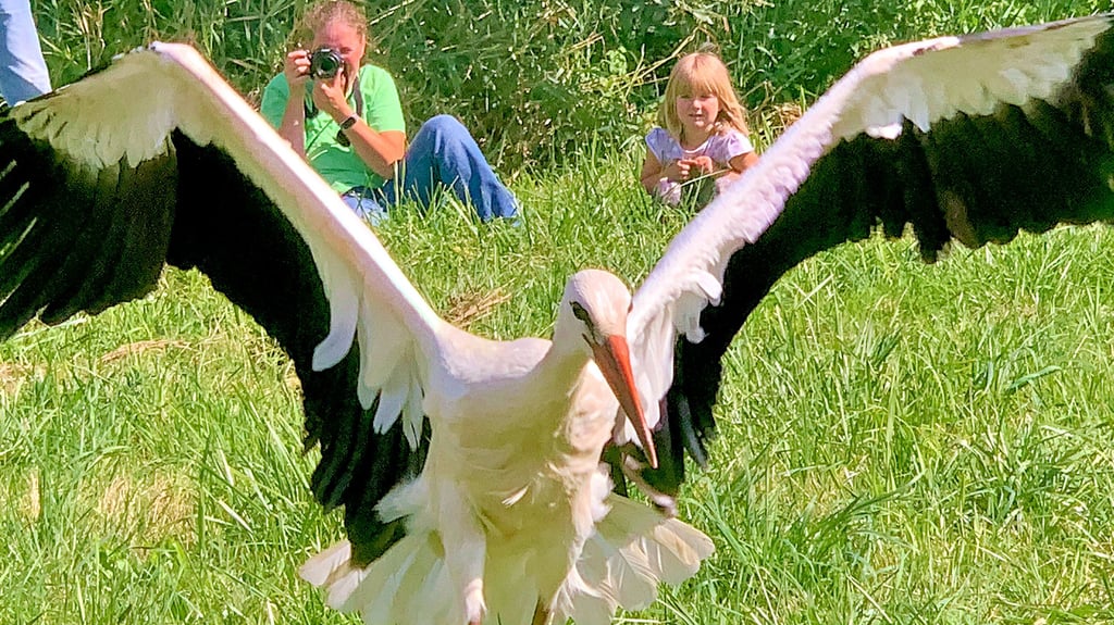 Der Ladeburger Storch L.A. bei seinen ersten Flugversuchen. Der Jungstorch ist ein Küken der ersten Störche, die jemals in Ladeburg genistet haben.