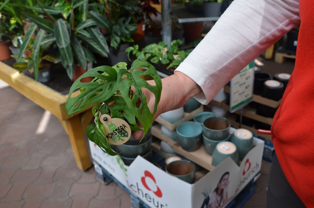 Die Monstera gehört zu den beliebtesten Zimmerpflanzen. Bei Familie Lange in Zerbst blüht sie jetzt eindrucksvoll.