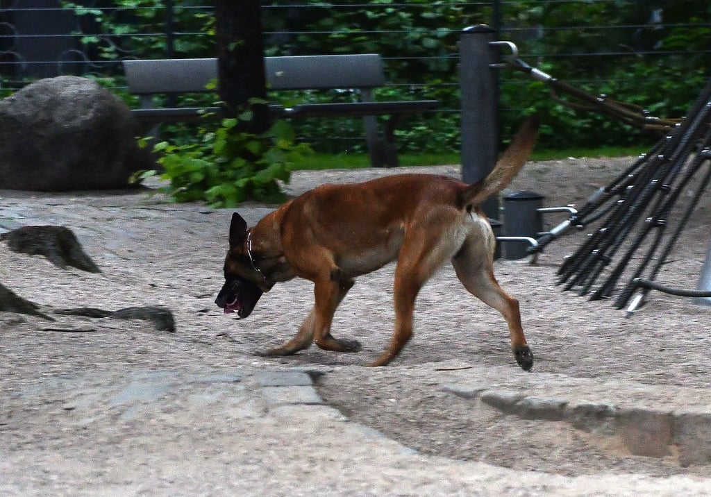 Bei den Suchmaßnahmen nach weiteren Drogen wurden auch Spürhunde eingesetzt. (Symbolbild)