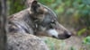 Um den Wolf gibt es in Brandenburg seit langer Zeit Streit. (Archivbild)