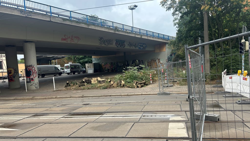 Unter der Ringbrücke an der Halberstädter Straße in Magdeburg wurden Bäume gefällt.