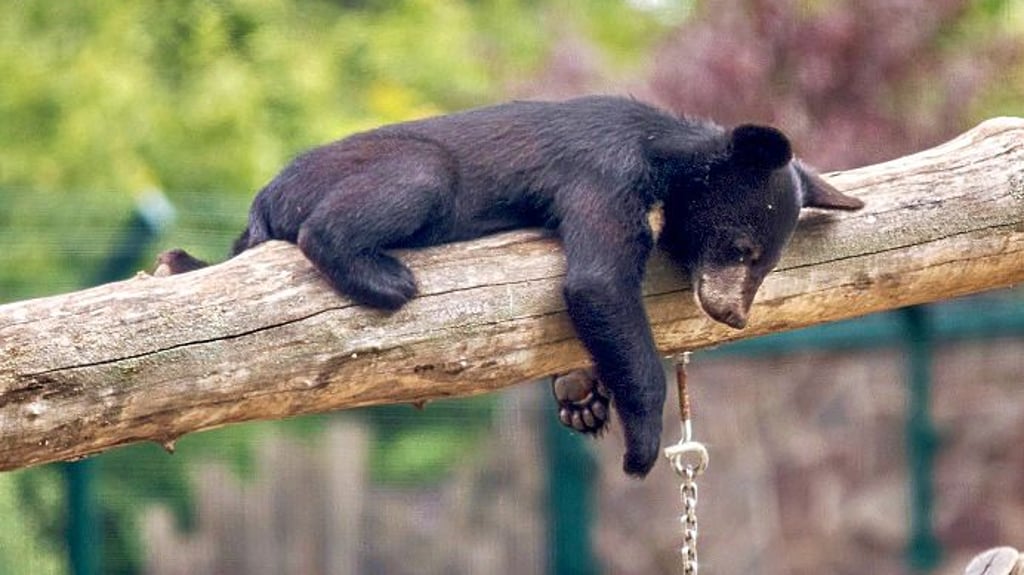 Eine Frau hat 1.150 Euro an den Tierpark Dessau gespendet. Ihr Wunsch: Das Geld soll den Harzer Ziegen, Eichhörnchen und Kragenbären zugutekommen.