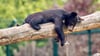 Eine Frau hat 1.150 Euro an den Tierpark Dessau gespendet. Ihr Wunsch: Das Geld soll den Harzer Ziegen, Eichhörnchen und Kragenbären zugutekommen.