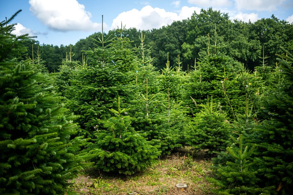 Weihnachtsbäume werden häufig auf Plantagen angebaut.