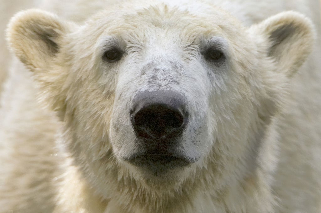 Bei Eisbär Knut spielten die Besucher und Medien des Berliner Zoos lange verrückt. (Archivbild)