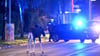Der Elch hält Polizei und Medien auf Trab.