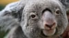 Koalas sind vielerorts in Australien stark bedroht. (Archivbild)