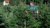 Robert Kleinstäuber begutachtet Nordmanntannen auf seiner Plantage im Landkreis Sächsische Schweiz-Osterzgebirge.