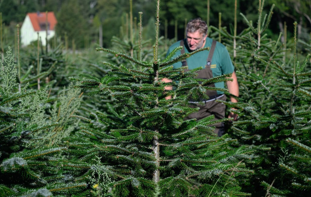 Robert Kleinstäuber begutachtet Nordmanntannen auf seiner Plantage im Landkreis Sächsische Schweiz-Osterzgebirge.
