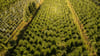 Nordmanntannen wachsen in einer Plantage in Sachsen zu Weihnachtsbäumen heran.
