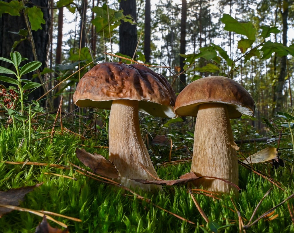 Steinpilze kommen auch in Mansfeld-Südharz vor.