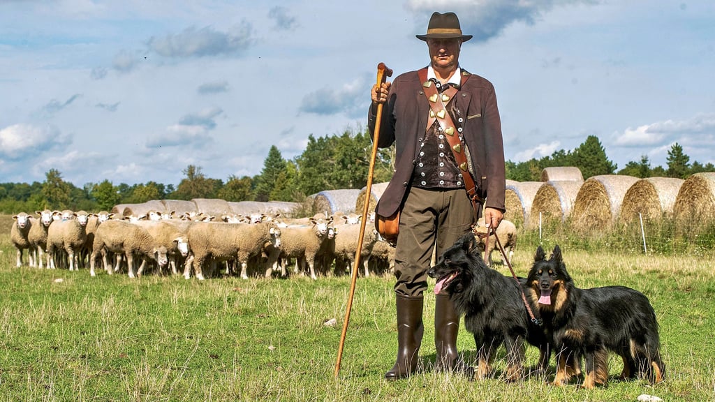 Schäfer Mario Wehlitz aus Brambach ist neuer Landesmeister im Hüten. Unterstützung bei seiner täglichen Arbeit bekommt er von seinen beiden Altdeutschen Hütehunden Karlo und Gitte.