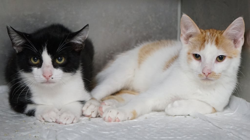 Die kleinen Katzen sind von Giardien befallen. Das sind Darmparasiten.