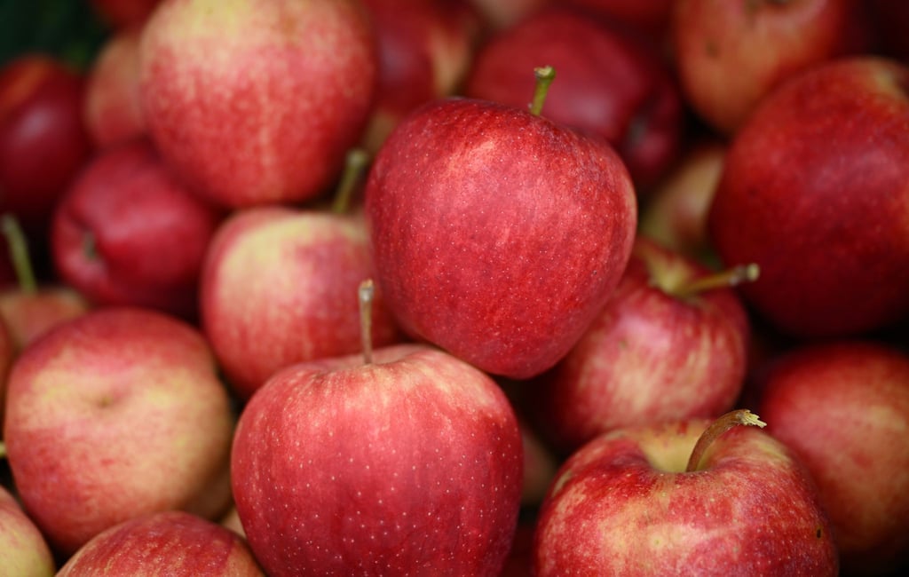 Nach den verheerenden Ernteausfällen im vergangenen Jahr erwarten die Thüringer Obstbauern in diesem Jahr wieder eine normale Apfelernte.