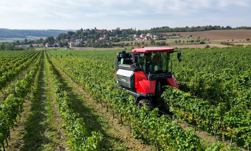 Erst die Trauben für den Federweißen - ab 15. September dann die große Weinlese an Saale und Unstrut.