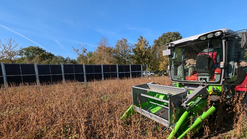 Mit Agri-Photovoltaik soll auf dem Acker gleichzeitig Strom und Getreide produziert werden. Dieses Foto zeigt ein mit Sorghum (Mohrenhirse) bestelltes Versuchsfeld der Hochschule Anhalt in Bernburg-Strenzfeld. Auf dem Feld befindet sich seit Oktober 2023 eine „Agri-Photovoltaik-Freiflächenanlage“ (Agri-PV) im Versuchsstadium.