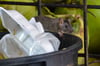 Ratten lieben vor allem Mülleimer, weil sie dort Nahrung finden.
