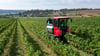 Erst die Trauben für den Federweißen - ab 15. September dann die große Weinlese an Saale und Unstrut.