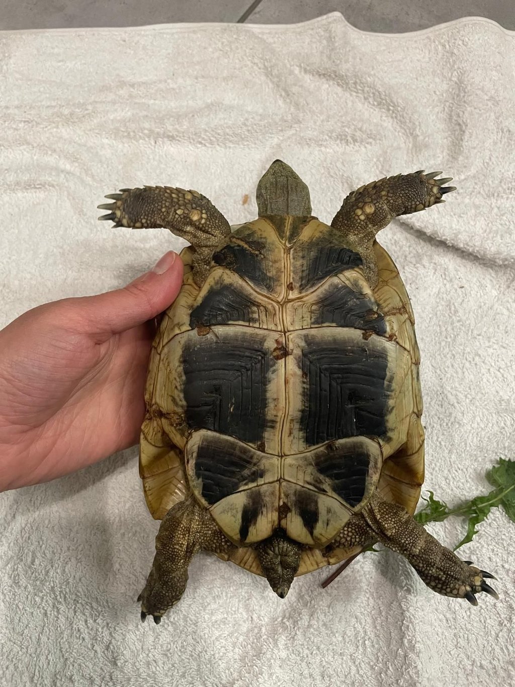 Die Körper-Unterseite der gefundenen Griechischen Schildkröte.