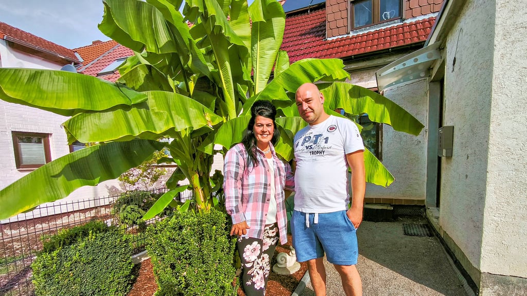Stefanie Silber und Christian Plamitzer haben riesige Bananenpflanzen im Eigenheim in Atzendorf gezüchtet.