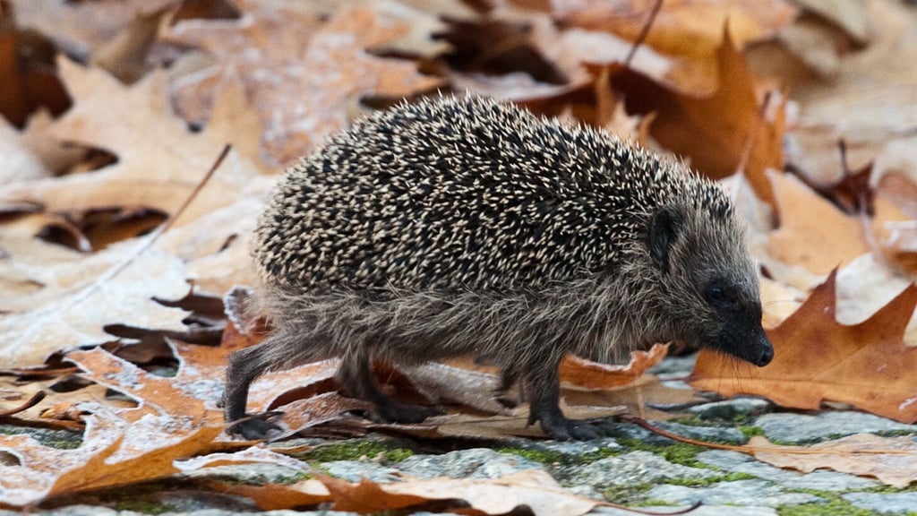 In der kühleren Jahreszeit sind Igel häufiger in Siedlungen und Gärten unterwegs und laufen Gefahr, vom Verkehr erfasst zu werden.