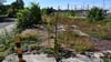Die Brachen entlang der Bahnstrecke in Magdeburg könnten vom Land bebaut werden. Bekommt die Landeshauptstadt noch eine Behörde?