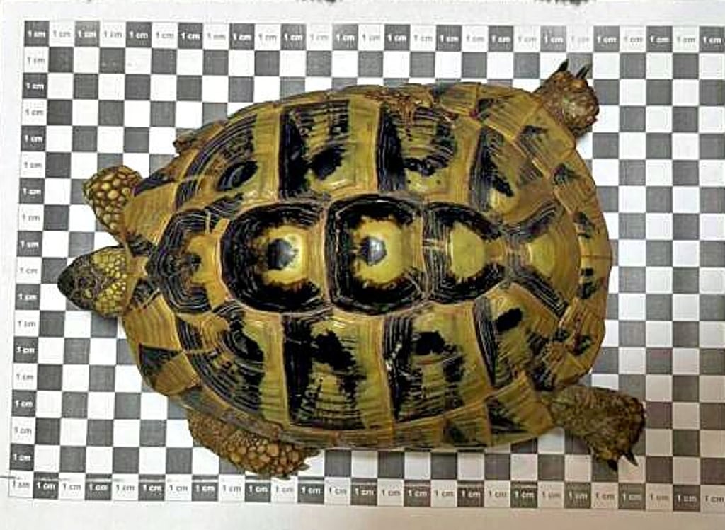 In Almrich wurde diese Griechische Landschildkröte am 10. Juli entdeckt. Jetzt wird der Halter des Tieres gesucht.