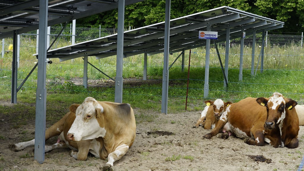 Auch Rinder können unter den Modulen einer AGRI-Freichflächenanlage gehalten werden.