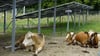 Auch Rinder können unter den Modulen einer AGRI-Freichflächenanlage gehalten werden.