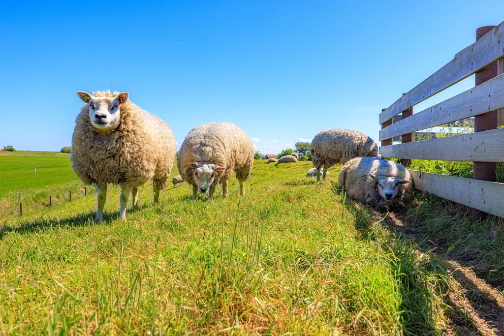 Schafe auf Texel: Sie sind die natürlichen „Rasenmäher“ der Insel