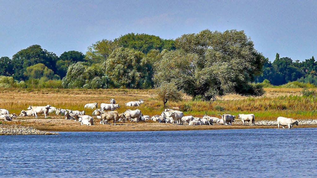 Der 27. August war mit über 30 Grad einer der Hitzetage. Nördlich von Barby sucht eine Herde Kühe Erfrischung an der Elbe. Der Fotograf tat es ihnen nach und kühlte sich während einer langen Radtour im Wasser des Flusses ab.