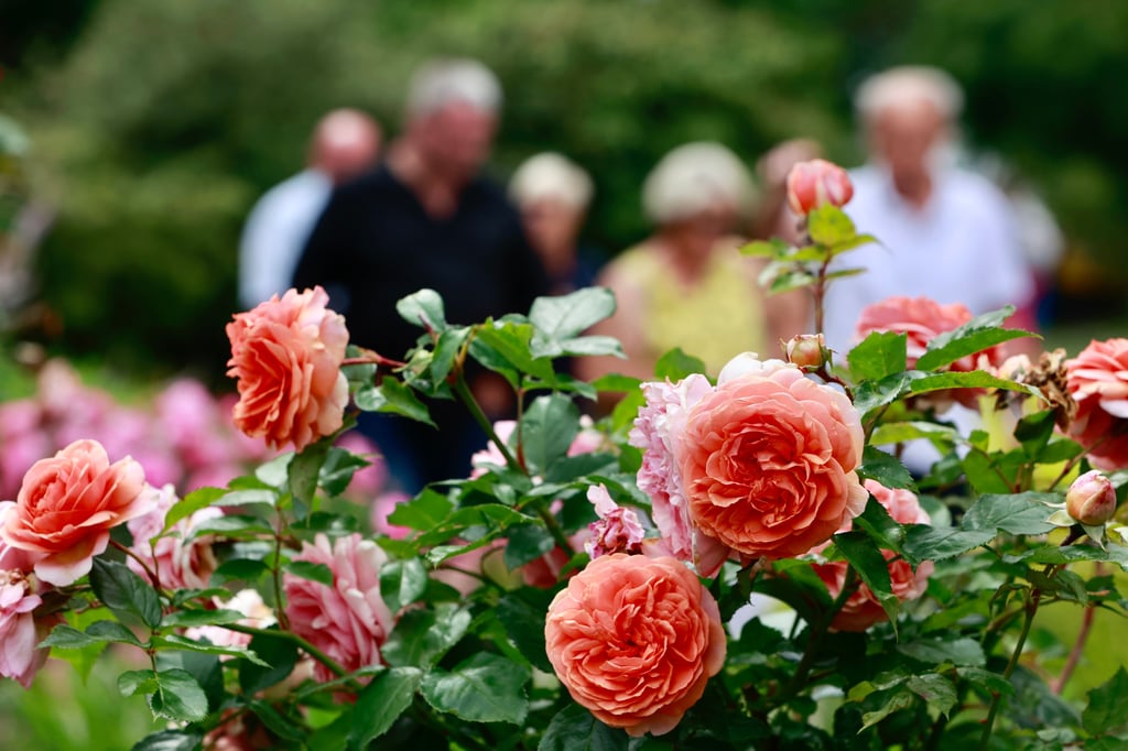 Das Rosarium in voller Blütenpracht. Dort ist es nun möglich, die Rosen effektiver und besser zu bewässern. Die Stadt plant aber bereits das nächste Großprojekt im Rosengarten.