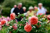Das Rosarium in voller Blütenpracht. Dort ist es nun möglich, die Rosen effektiver und besser zu bewässern. Die Stadt plant aber bereits das nächste Großprojekt im Rosengarten.
