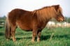 Ein Shetlandpony wie dieses Exemplar hier hat im Raum Kalbe für Aufregung gesorgt.