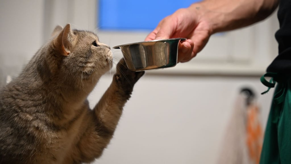 Katzen trinken oft zu wenig: Mehrere Wassernäpfe erhöhen die Trinkbereitschaft.