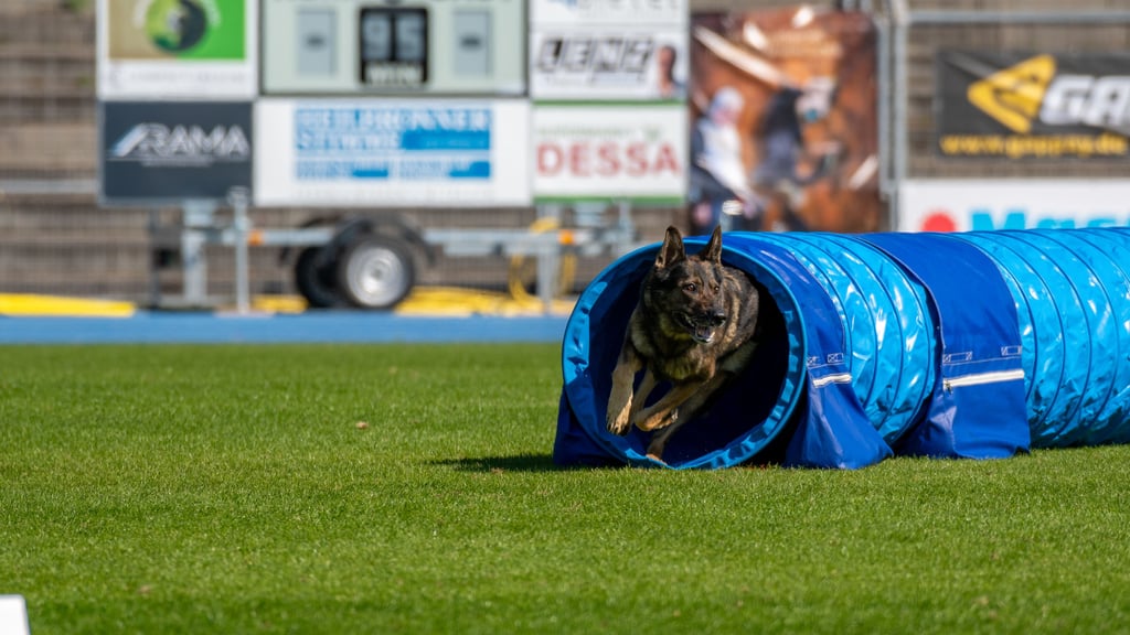 Die Bundessiegerprüfung der Schäferhunde kommt nach Halle und soll ein Event für die ganze Familie sein.