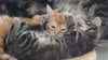 In der Urlaubszeit sind in Berlin Hunderte Tiere ausgesetzt worden, darunter auch viele Katzen und Hunde. (Foto - Illustration)