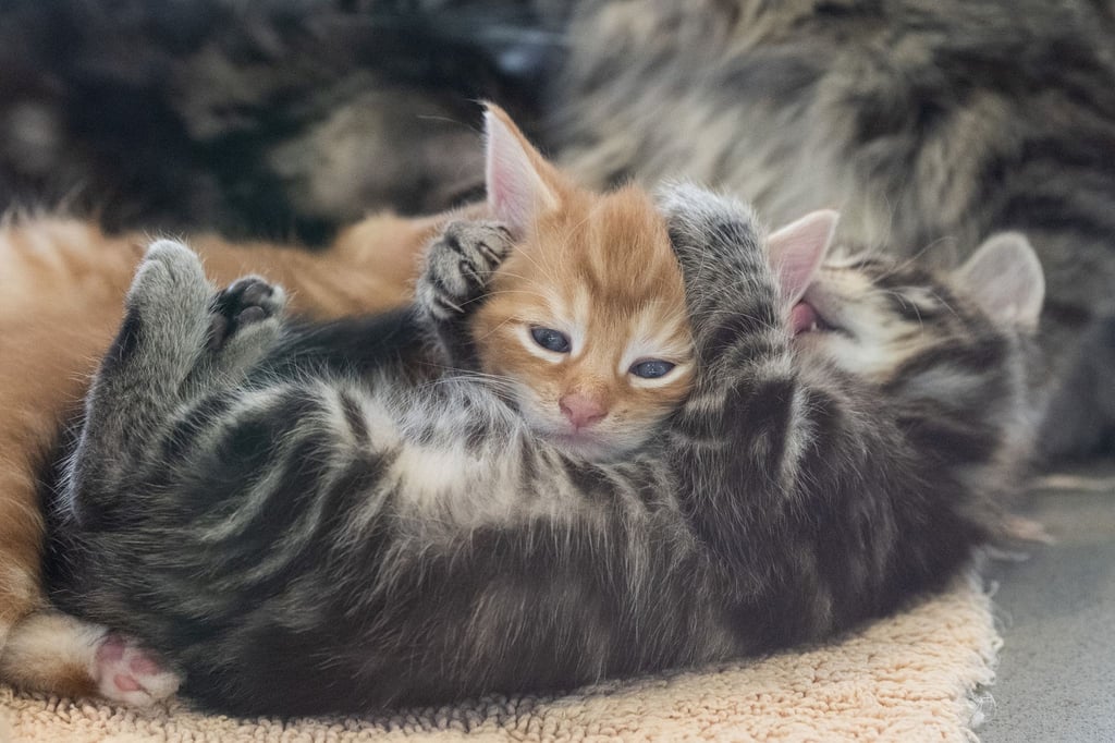 In der Urlaubszeit sind in Berlin Hunderte Tiere ausgesetzt worden, darunter auch viele Katzen und Hunde. (Foto - Illustration)
