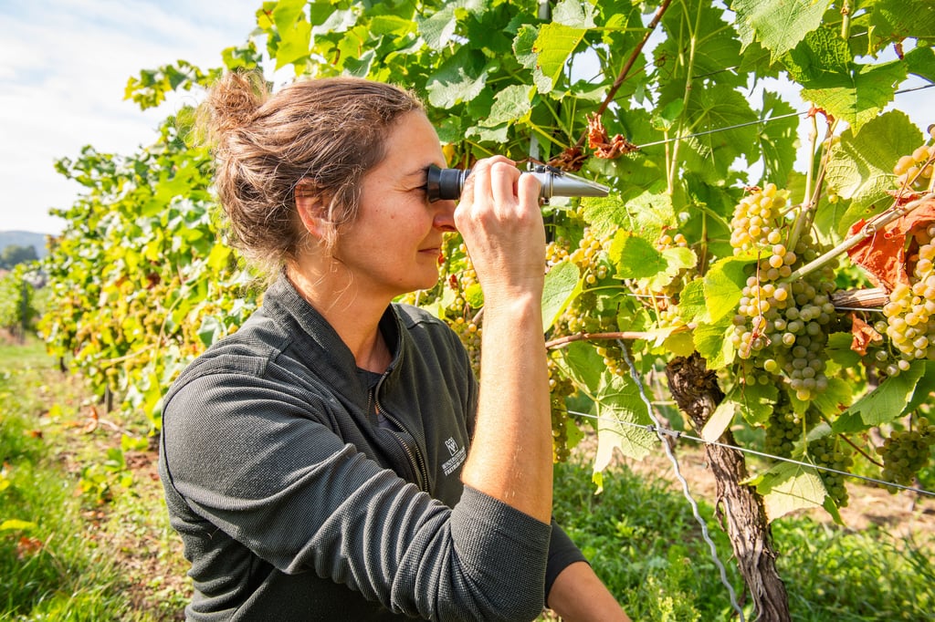Hauptrebschutzwärtin Franziska Zobel misst 80 Grad Oechsle.