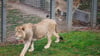 Mehrere Löwen stürzten sich auf den Zoo-Mitarbeiter. (Symbolbild)