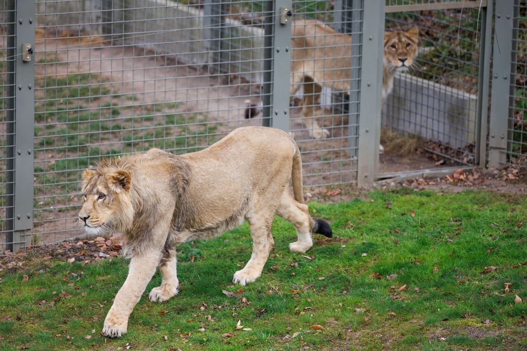 Mehrere Löwen stürzten sich auf den Zoo-Mitarbeiter. (Symbolbild)