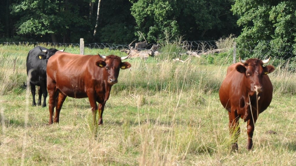 Die Rinder der der Rasse „Rotes Höhenvieh“ auf einer Weide bei Schopsdorf.