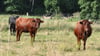 Die Rinder der der Rasse „Rotes Höhenvieh“ auf einer Weide  bei Schopsdorf. 