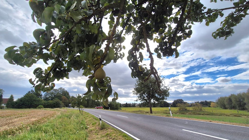 An der Kreisstraße zwischen Haldensleben und Satuelle hängen die Bäume voll mit Birnen.