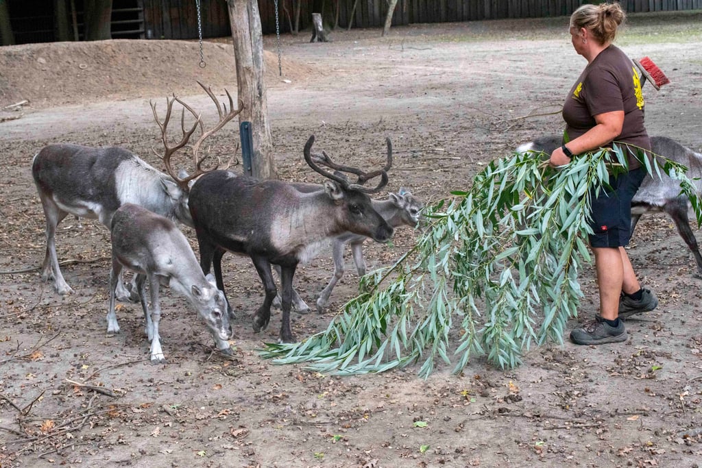 Im Tierpark Dessau wurde am Donnerstag die neue Rentieranlage eingeweiht.