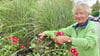 Petra Hirsch bei der Pflege der Rosen auf dem Ascherslebener Marktplatz. 