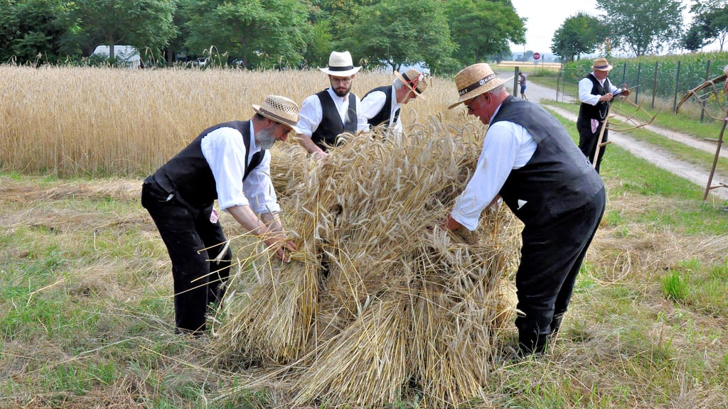 Historische Getreidernte in Diesdorf: Ohne das ehrenamtliche Engagement der älteren Generation wären im Freilichtmuseum viele Aktionen nicht möglich. Auch bei anderen Festen und Veranstaltungen ist ihre Hilfe unerlässlich.