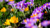 Wer ab Ende September Blumenzwiebeln pflanzt, kann sich im Frühjahr über bunte Frühblüher freuen.