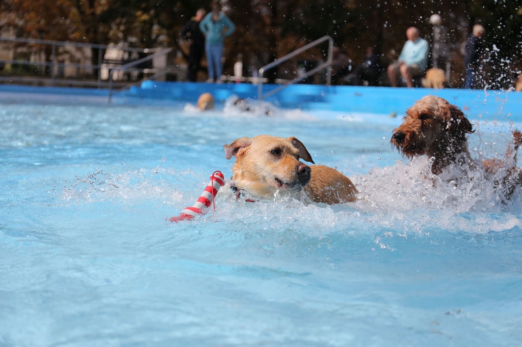 Seit 2020 findet das Gassischwimmen im Magdeburger Carl-Miller-Bad statt.
