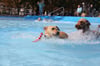 Seit 2020 findet das Gassischwimmen im Magdeburger Carl-Miller-Bad statt. 